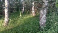 raw and round curly birch diameter 100mm-200mm, not very curly 1 kg